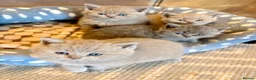 British Shorthair cats for sale: British shorthair kittens lilac and blues  - Advert 8
