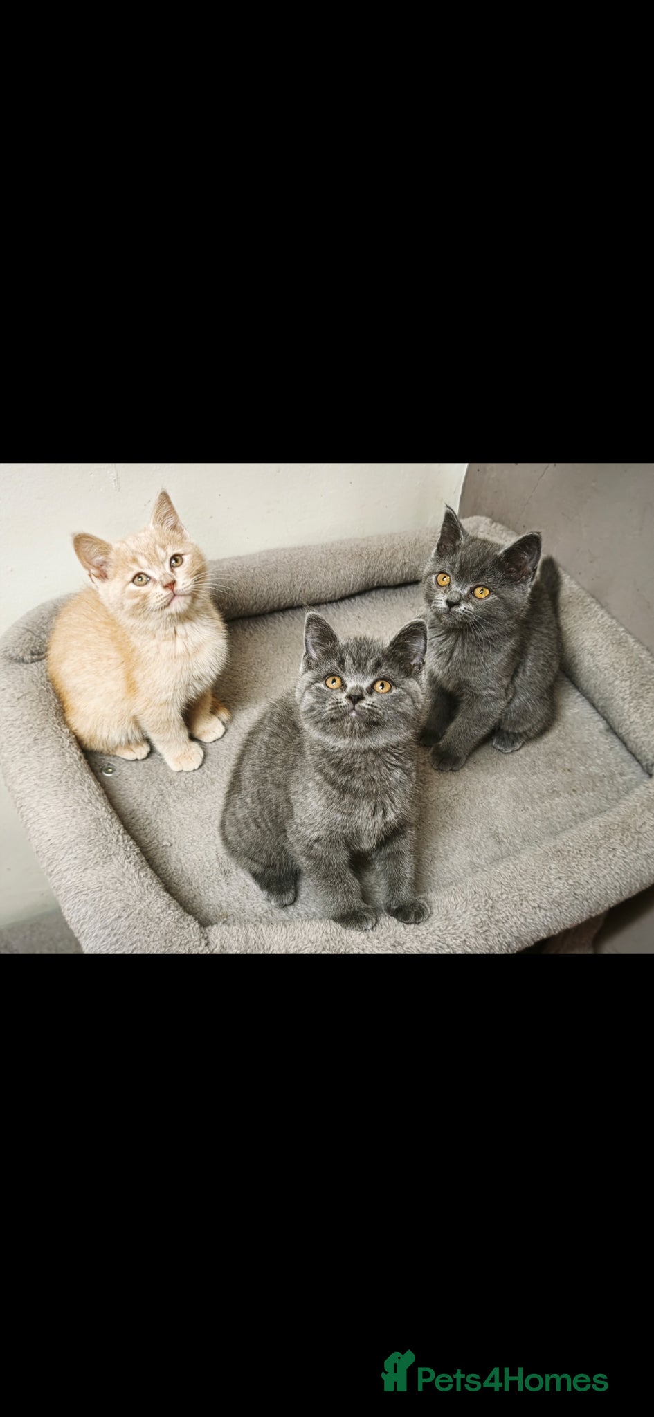 British Shorthair cats Stunning Rare Colours British Shorthair Kittens - Advert 12