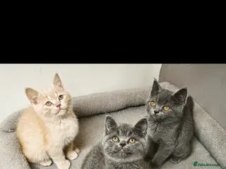 British Shorthair cats Stunning Rare Colours British Shorthair Kittens - Advert 12