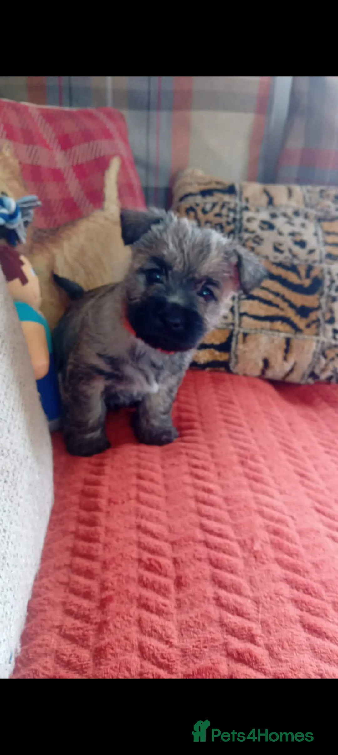 Cairn Terrier dogs for sale: KC registered Cairn terriers in Denbigh - Advert 10