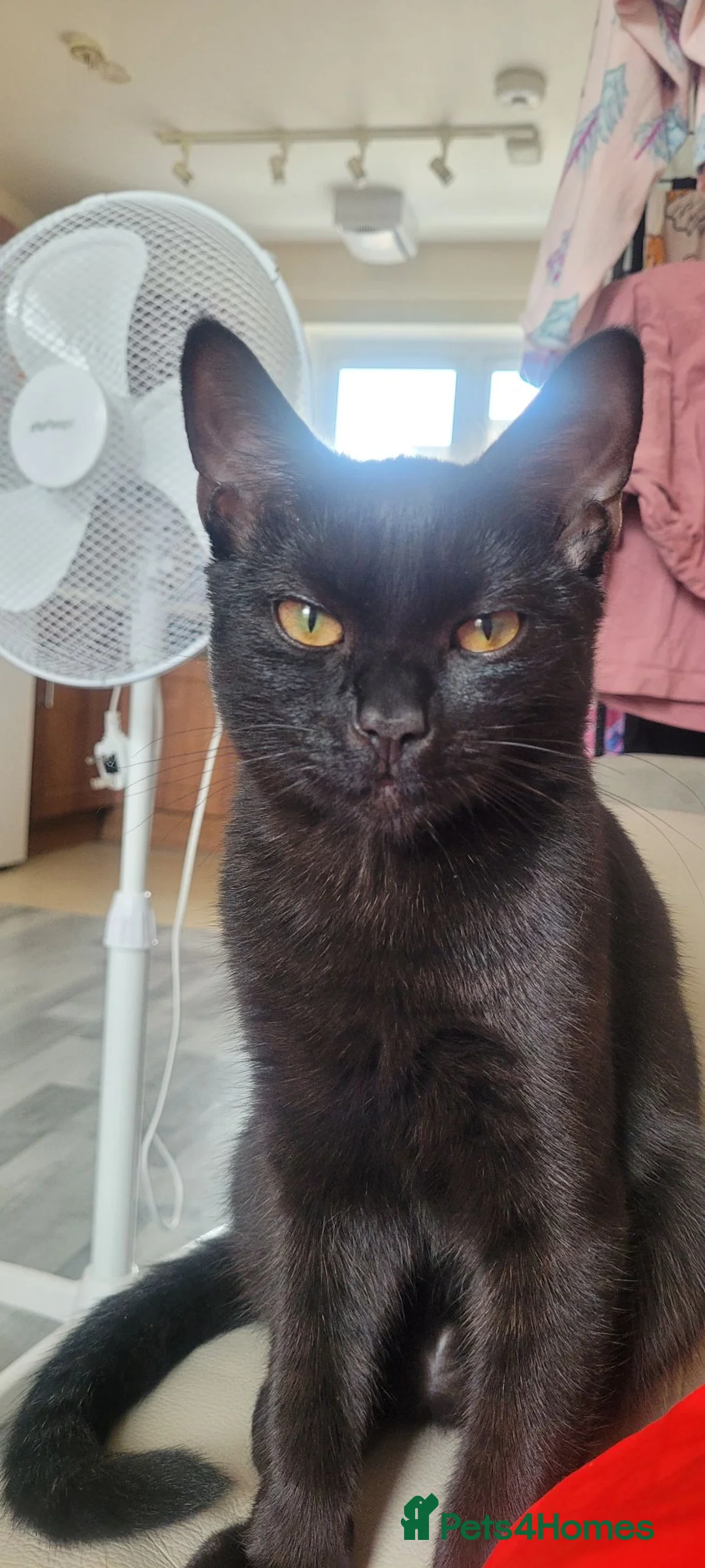 Mixed Breed cats for sale: Panther  - Advert 2