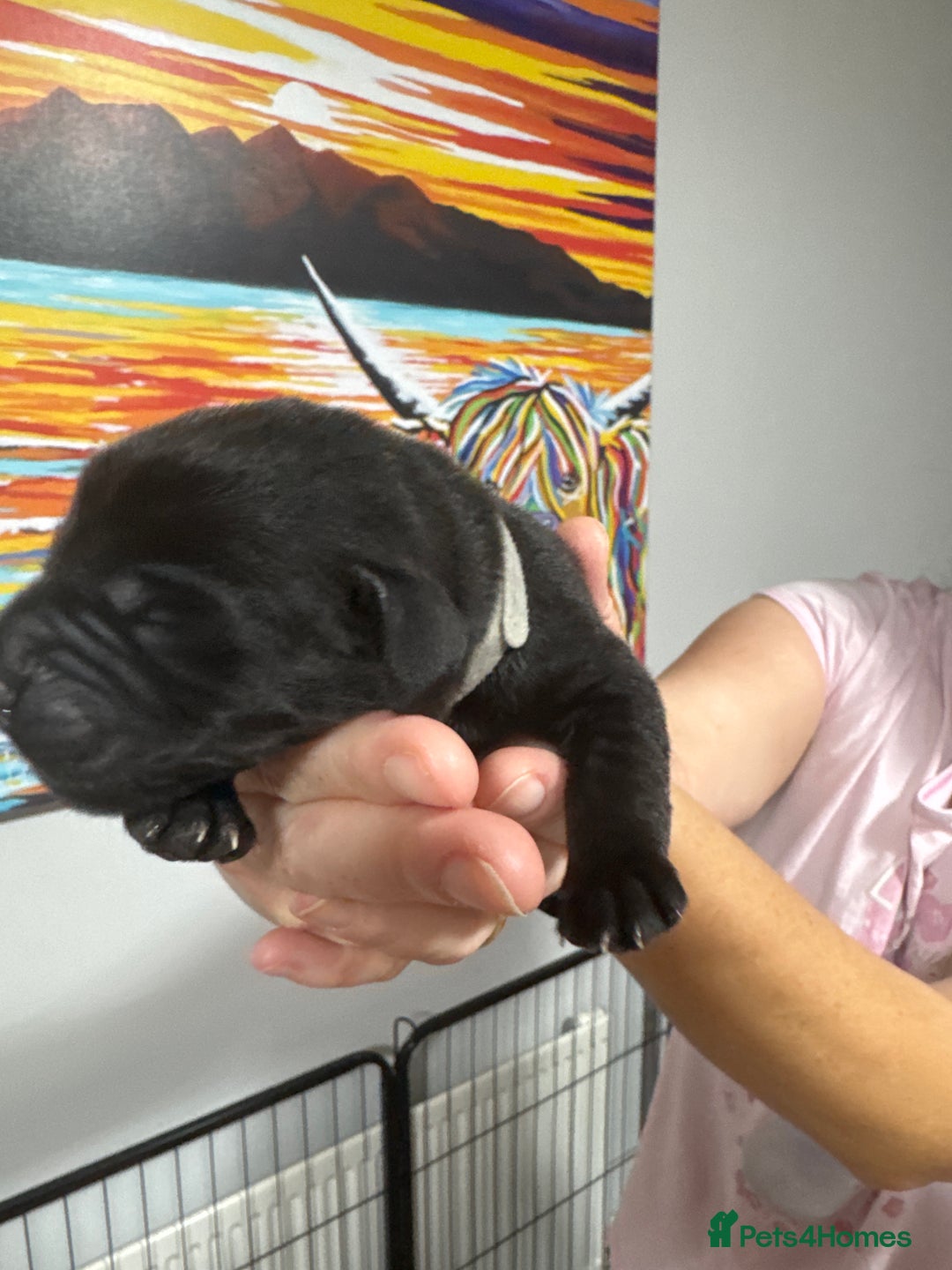 Labrador Retriever dogs for sale: Stunning litter of Labrador puppies - Image 12