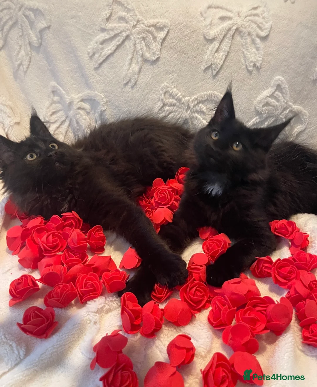 Maine Coon cats for sale: Champion line maine coon girls - Advert 10