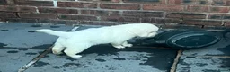 Golden Retriever dogs for sale: Little Polar Bear Puppies - Advert 13