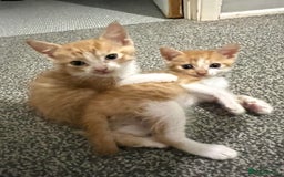 Mixed Breed cats for sale: 2 beautiful ginger male cats - Image 1