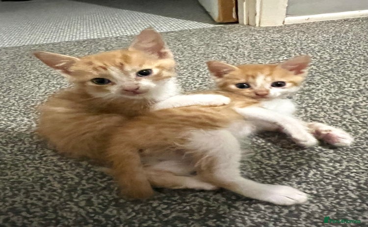 Mixed Breed cats - Advert 8