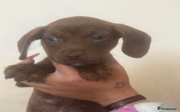 Mixed Breed dogs for sale: ESS X DACHSHUND LAST ONE NOW AVAILABLE  in Mexborough - Image 9
