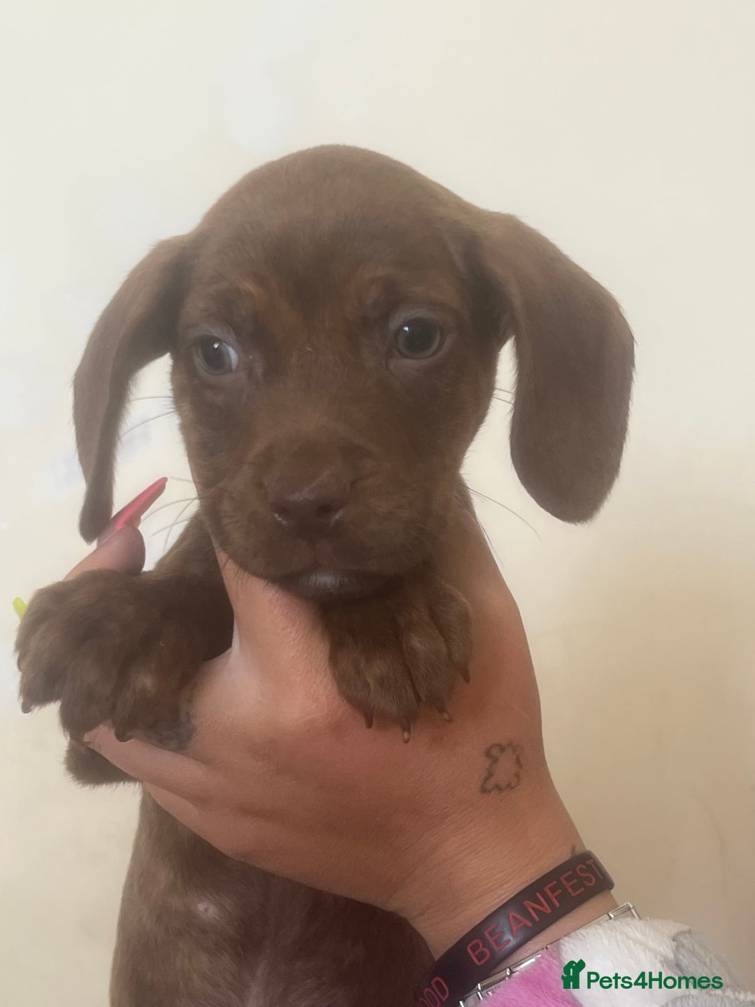 Mixed Breed dogs for sale: ESS X DACHSHUND LAST ONE NOW AVAILABLE  in Mexborough - Image 9