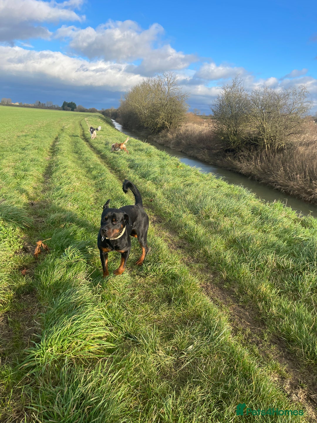 Rottweiler dogs for sale: ETTA'S PUPS COMING SOON!  - Advert 15
