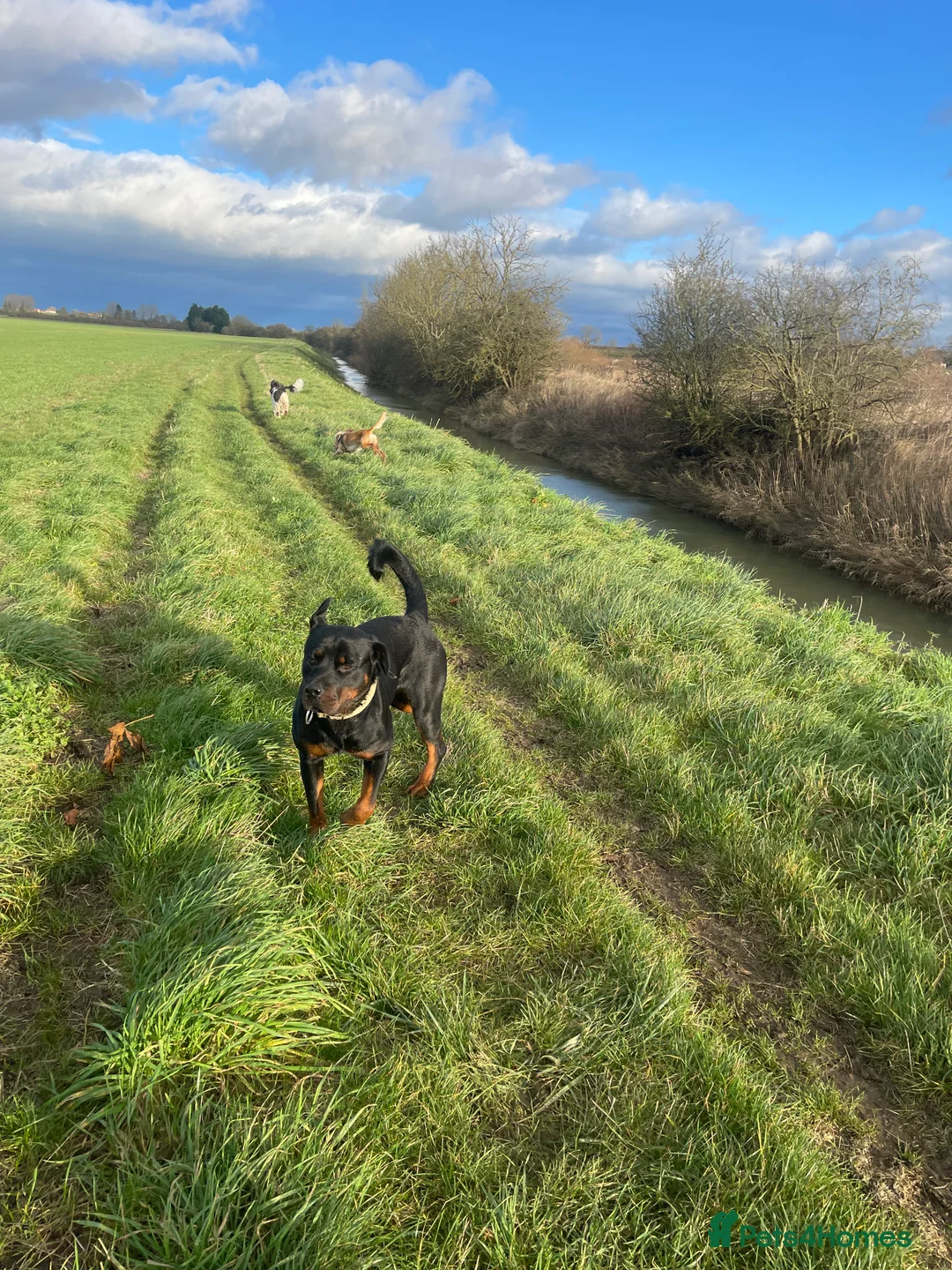 Rottweiler dogs for sale: Rottweiler pups ready to reserve.  - Advert 23