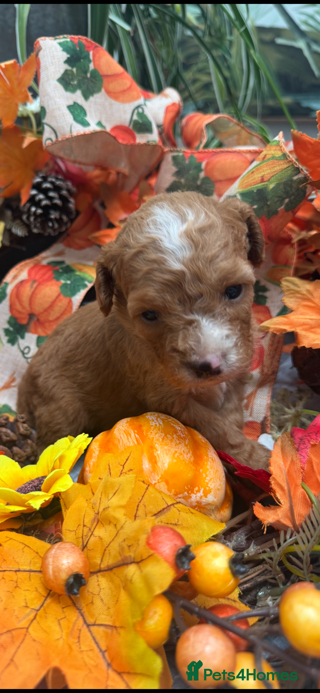Cockapoo dogs for sale: STUNNING RED F1B COCKAPOO - Image 3