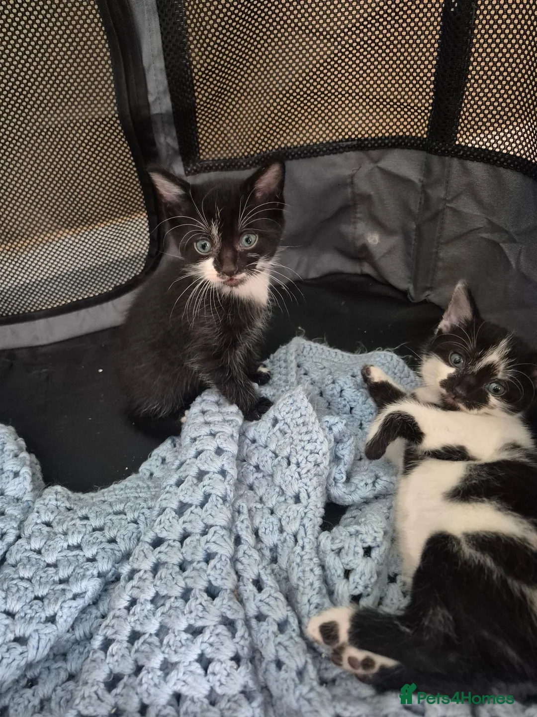 British Shorthair cats for sale: 4 kittens, 3 boys & 1 girl - Advert 1