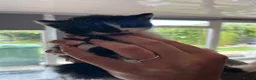Mixed Breed cats for sale: Mixed breed kittens  - Advert 11