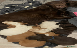 Cocker Spaniel dogs for sale: Cocker spaniel puppies  - Advert 6