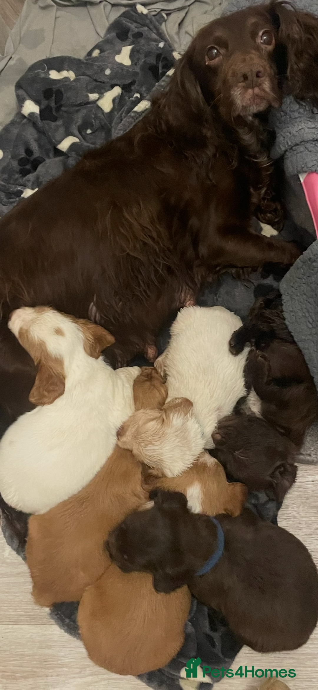 Cocker Spaniel dogs for sale: Cocker spaniel puppies  - Advert 6