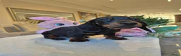Miniature Dachshund dogs for sale: Beautiful Miniature Dachshund Ready to leave!♥️💙 - Advert 16