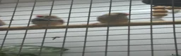 Mixed Breed birds for sale: Finches various - Advert 4