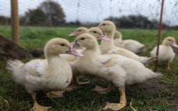 Ducks poultry for sale: Muscovy ducklings - Image 3