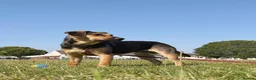 Mixed Breed dogs for adoption: 💙MARCO💙-  1 year old, a lower-medium/medium boy  - Advert 4