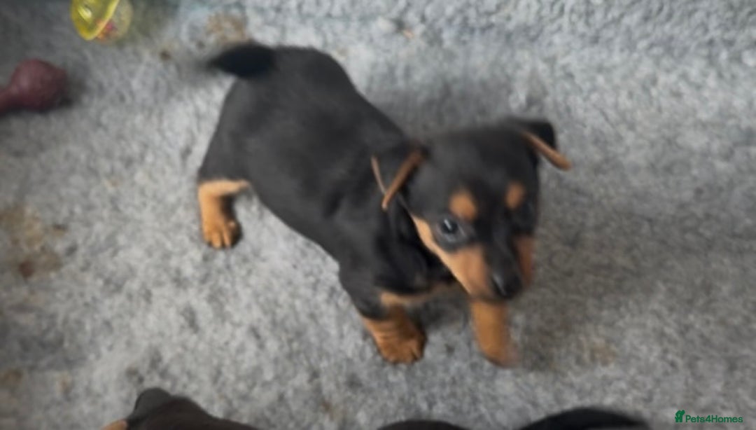 Jack Russell dogs for sale: Beautiful Jack Russell pups - Image 1