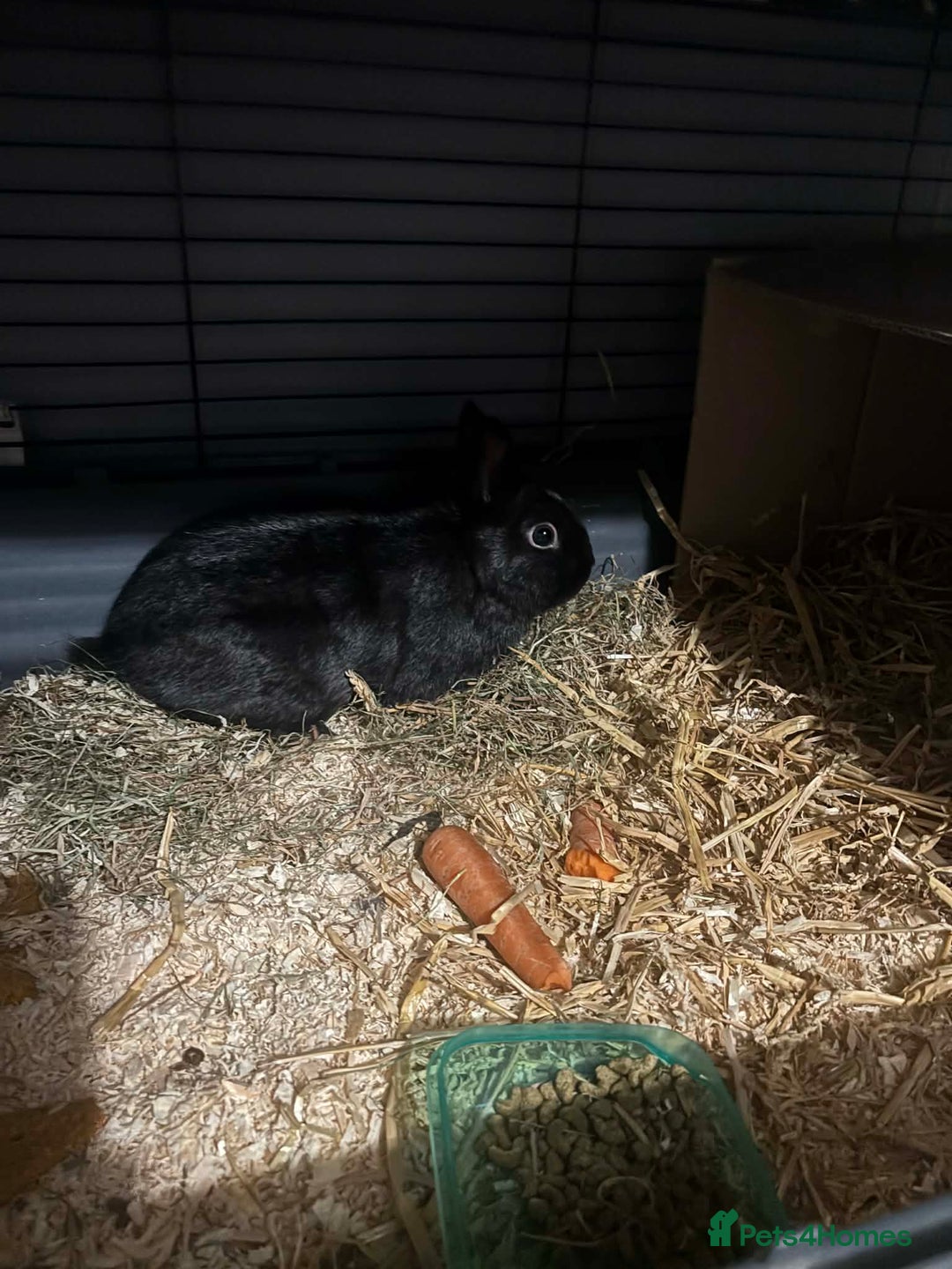 Mixed Breed rabbits for sale: 2 Very Freindly And Loving Rabbits - Advert 4