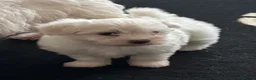 Maltese dogs for sale: Bichon Maltese puppies - Advert 11
