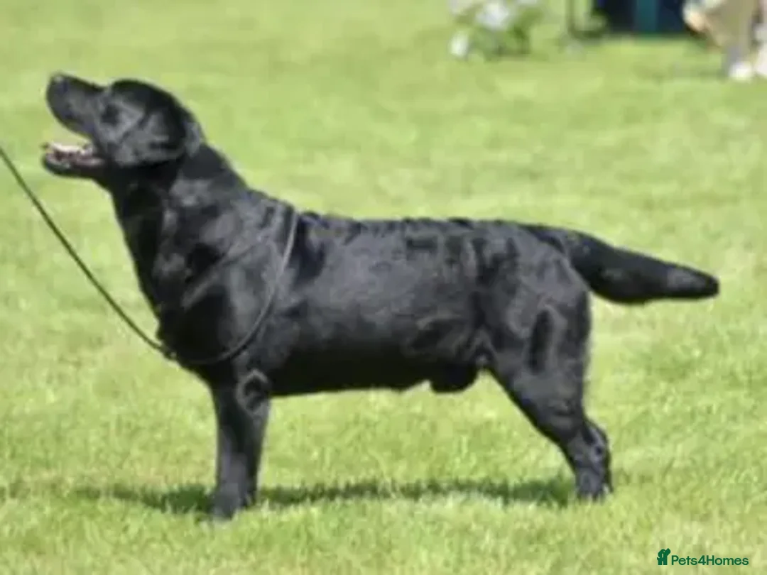 Labrador Retriever dogs for sale: Litter of chunky Show Labrador Retriever Puppies - Advert 8
