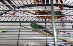 Canaries birds for sale: Canary’s and zebra finch - Image 4