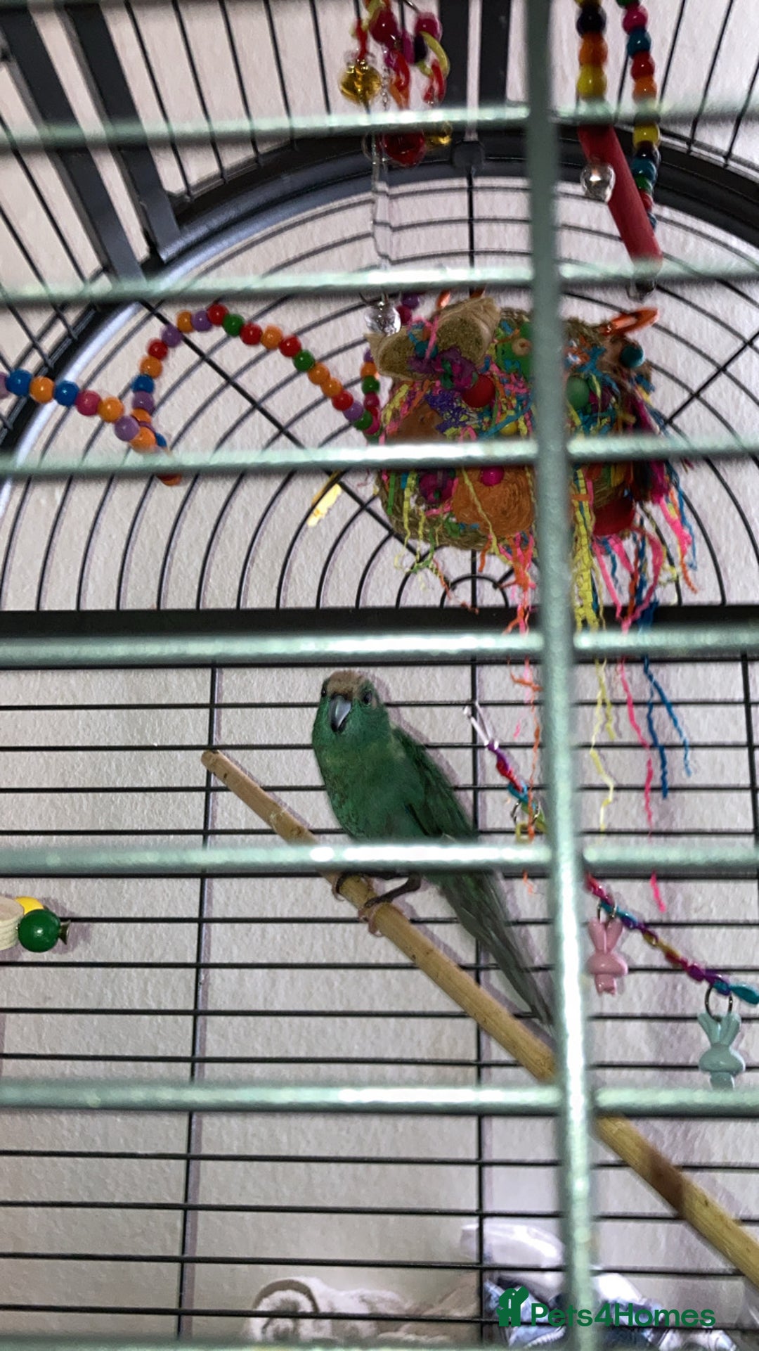 Canaries birds for sale: Canary’s and zebra finch - Image 4