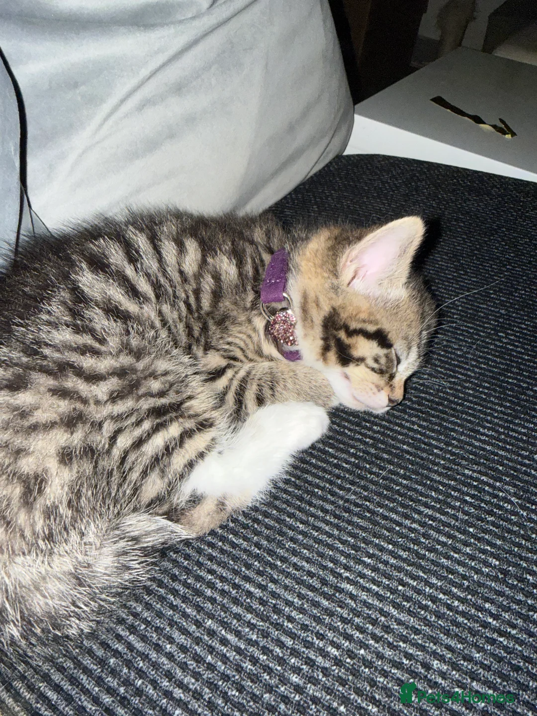 British Shorthair cats for sale: UNIQUE BRITISH SHORT HAIRS  - Advert 2