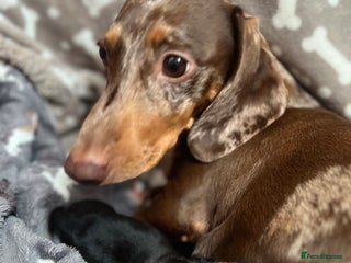 Miniature Dachshund dogs for sale - Advert 1