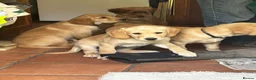 Goldador dogs for sale: Golden retriever Labrador cross  in Glasgow - Advert 4