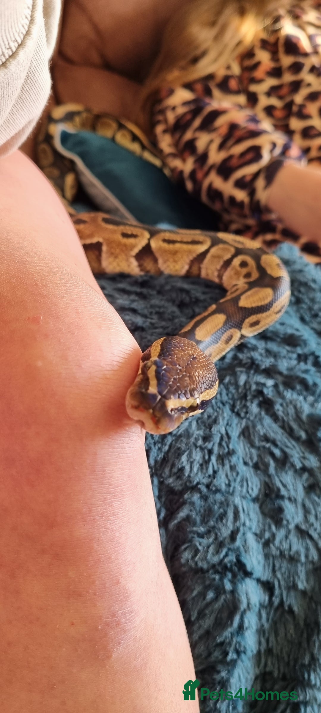 Python Snake reptiles for sale: Royal python - Advert 6