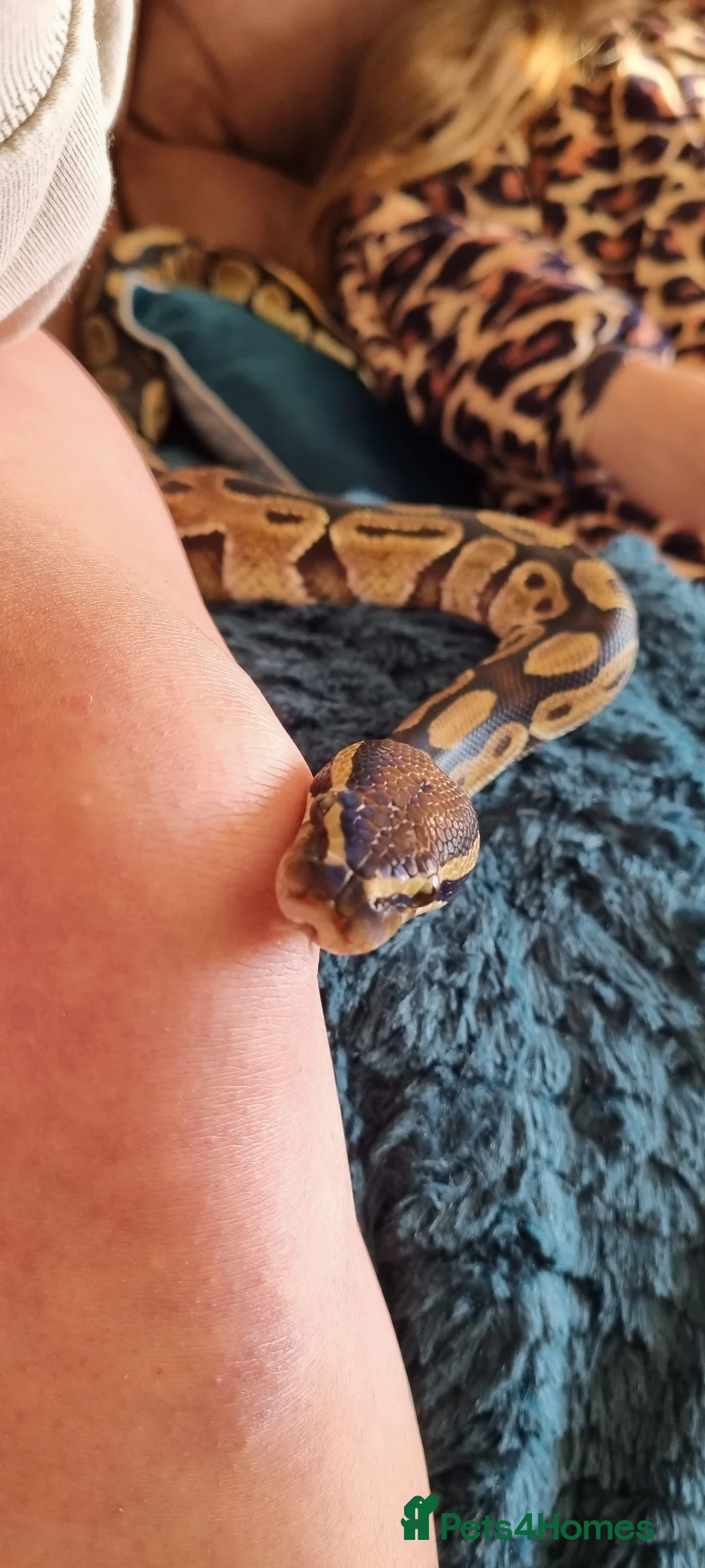 Python Snake reptiles for sale: Royal python - Advert 6