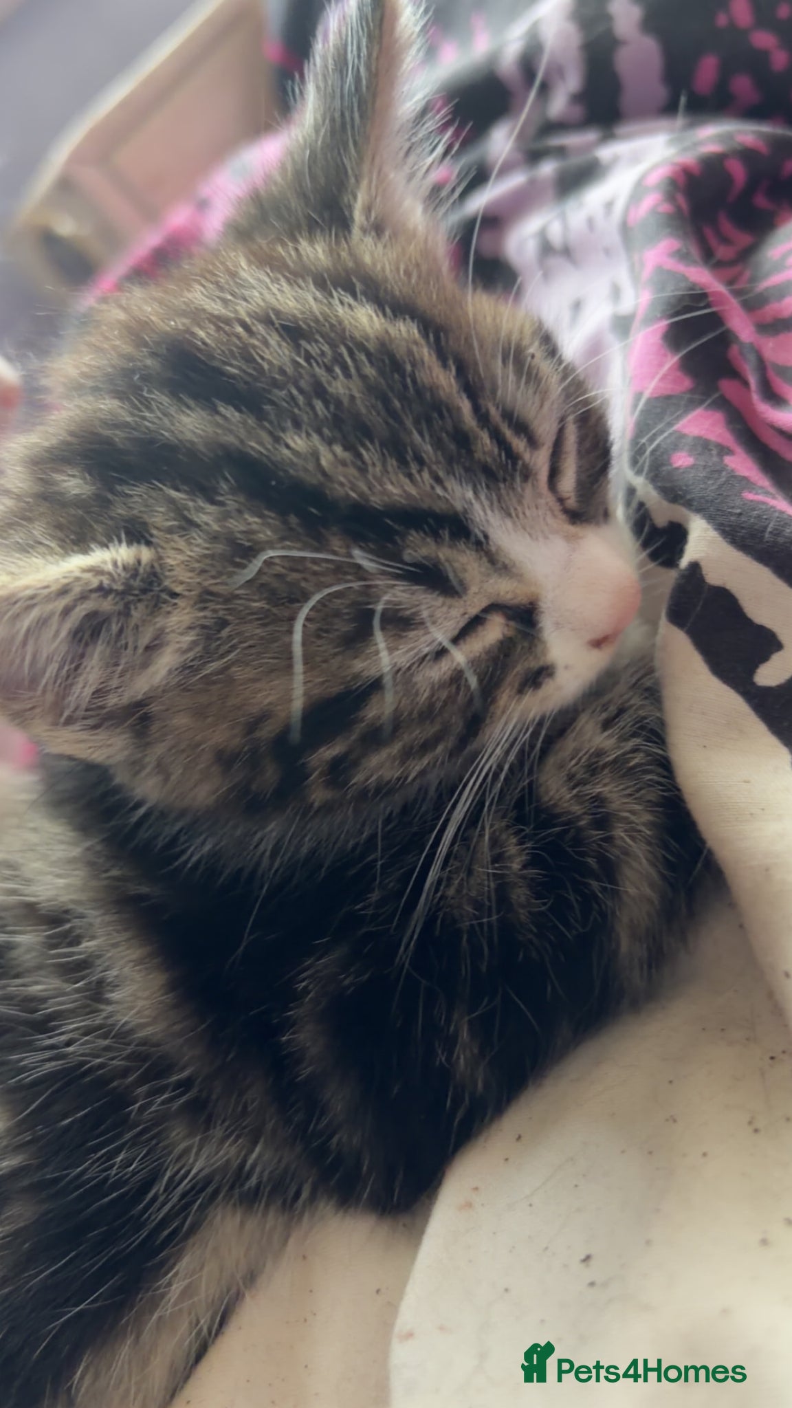 Mixed Breed cats for sale: 5 friendly playful mixed tabby kittens - Advert 19
