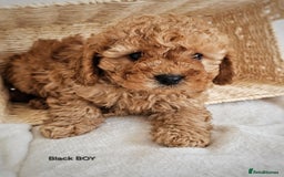 Cavapoo dogs for sale: Adorable F1b Cavapoo Puppies Ready 15th November - Image 9