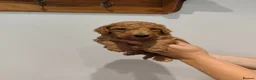 Labradoodle dogs for sale: 🐾 Beautiful Red Labradoodle Puppies – 5 Boys  🐾 - Advert 28