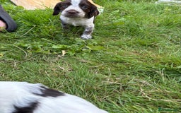 Cocker Spaniel dogs for sale: Cocker Spaniel Pups - Image 15