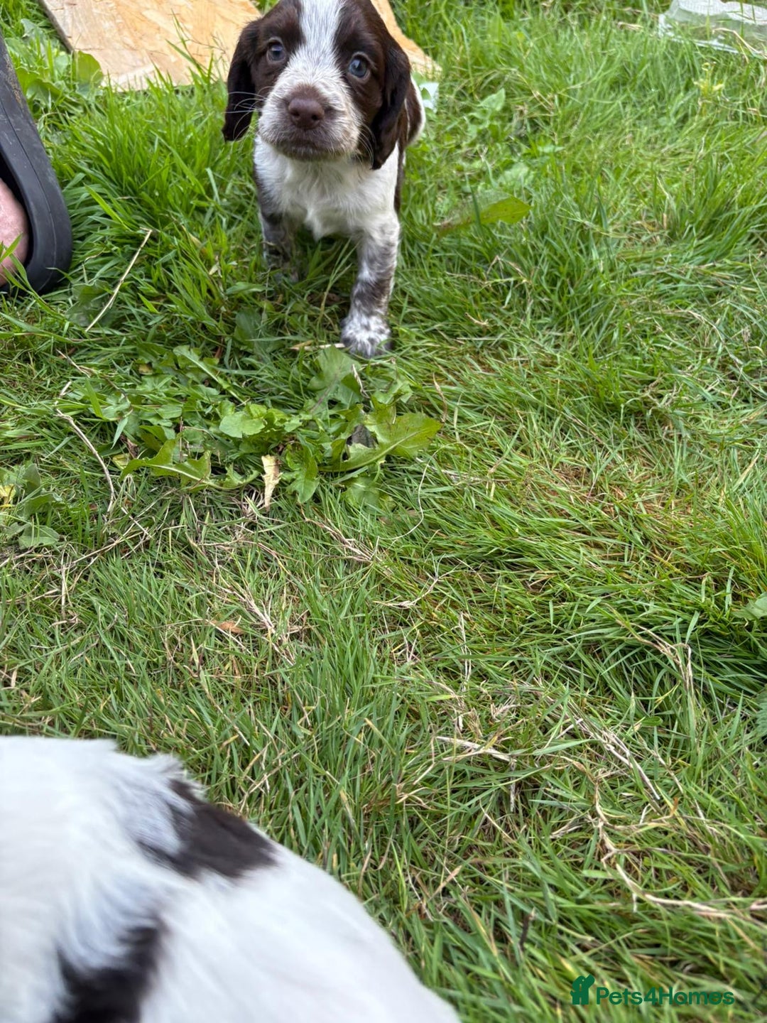 Cocker Spaniel dogs for sale: Cocker Spaniel Pups - Image 15