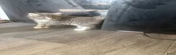 Mixed Breed cats for sale: 3 beautiful crossed Norwegian ready now  - Advert 3