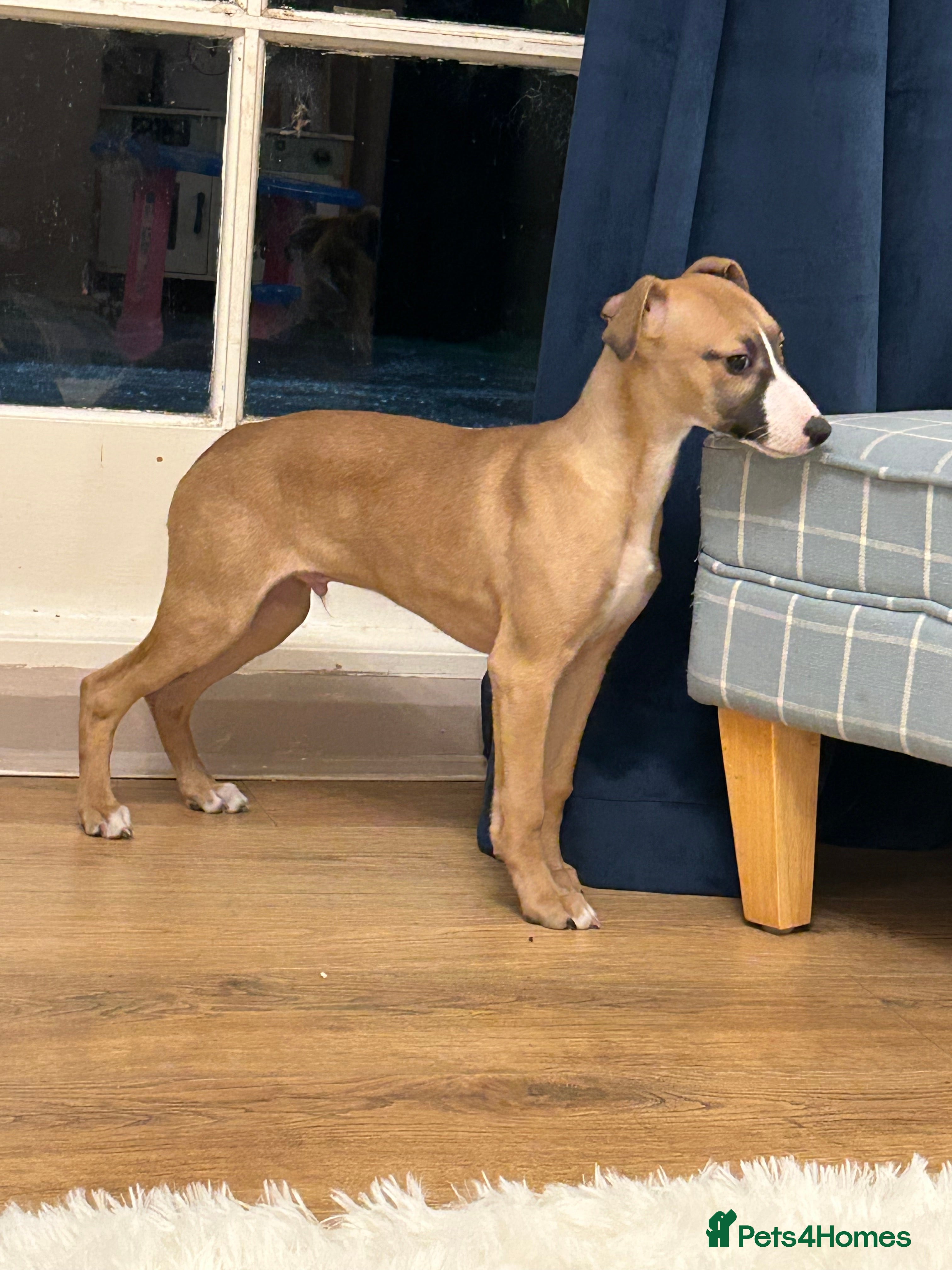 Whippet dogs Male puppy available Full pedigree and kc reg  - Advert 2
