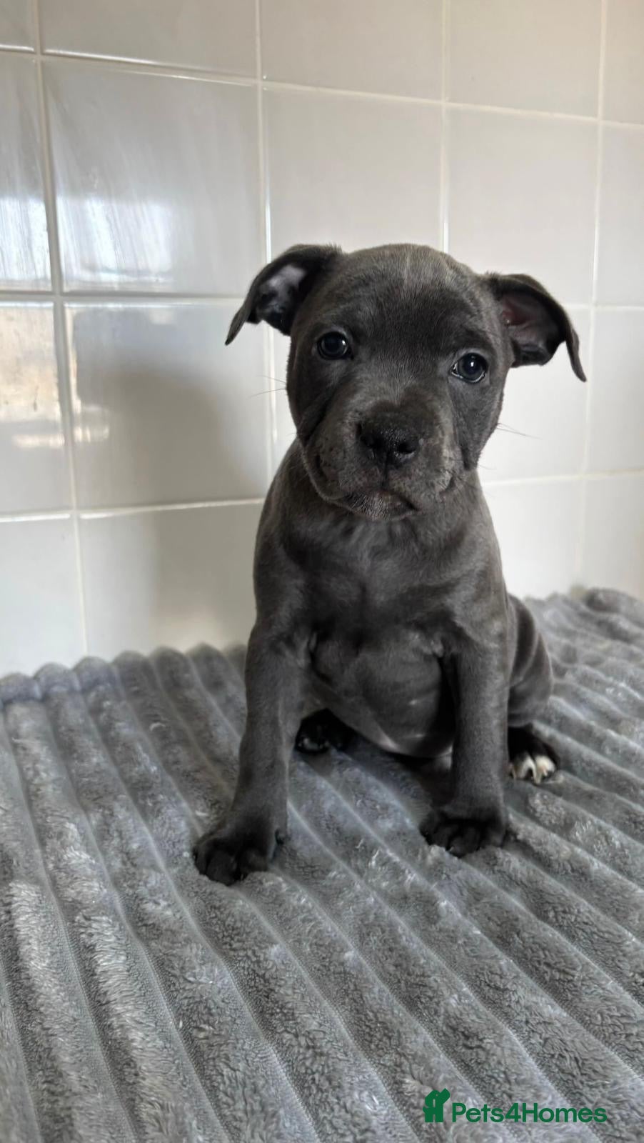 Staffordshire Bull Terrier dogs BLUE STAFFORDSHIRE BULL TERRIER PUPS - Advert 1