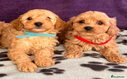 Cavapoochon dogs for sale: Cavapoonchon puppies  - Image 8
