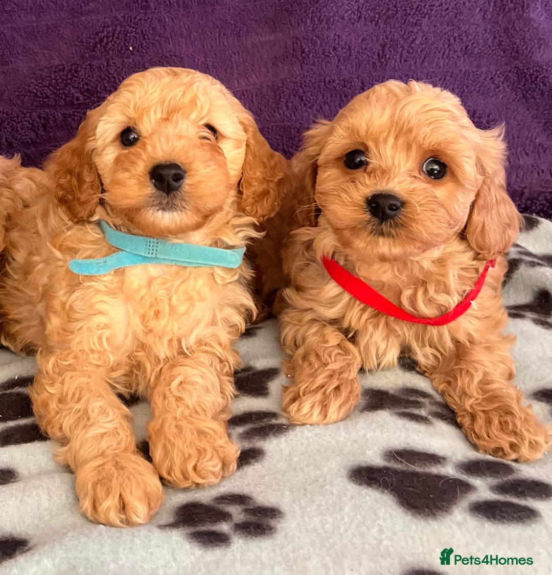 Cavapoochon dogs for sale: Cavapoonchon puppies  - Image 8
