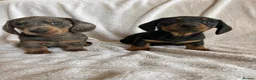 Miniature Dachshund dogs for sale: Gorgeous little dachshund puppies - Advert 7