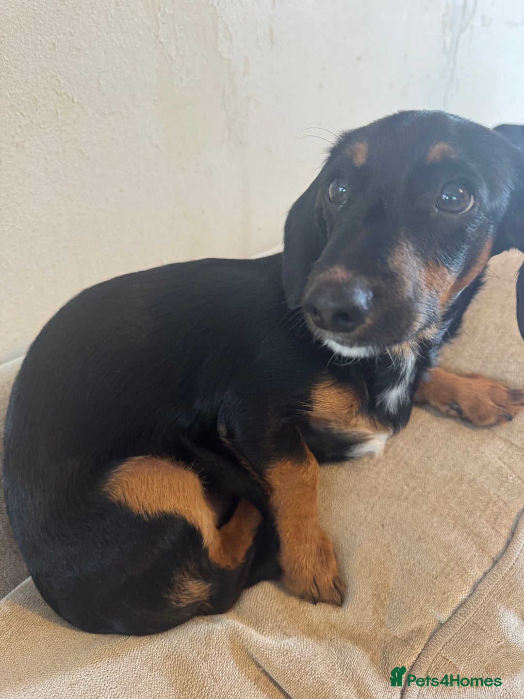 Mixed Breed dogs for sale: 5.5 month old Daxipoo  - Image 5