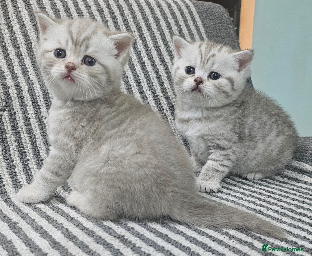 British Shorthair cats for sale: Beautiful silver tabby british shorthair kittens  - Image 8