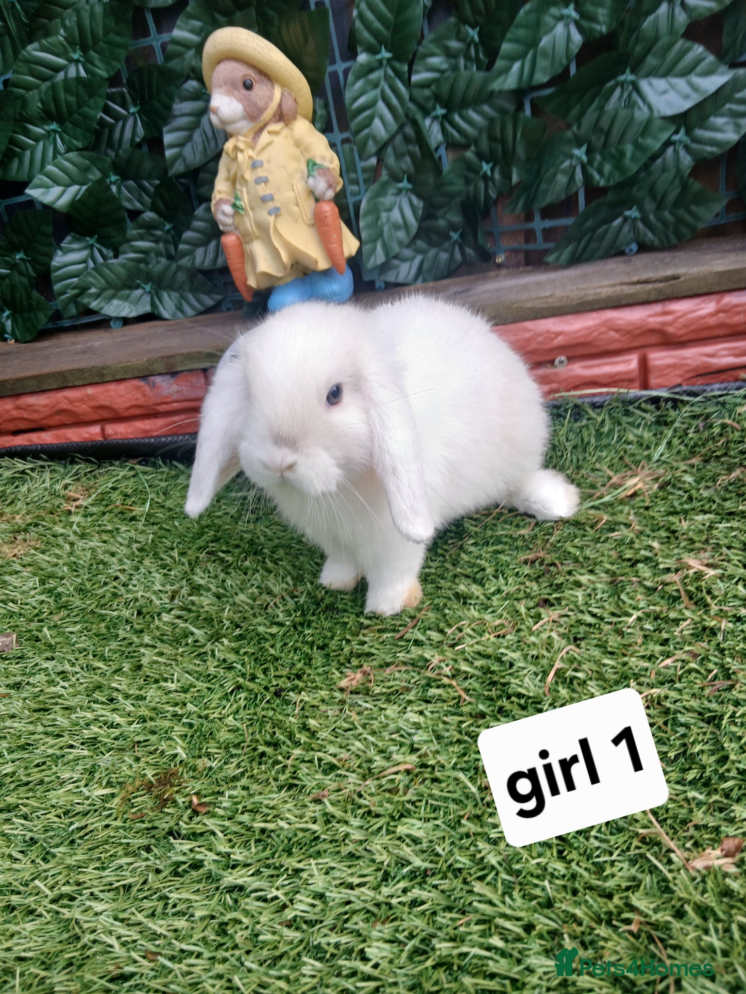 Mini Lop rabbits for sale: 6 mini lop baby's  - Advert 3