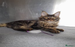 Maine Coon cats for sale: two girl with 5 pedigree maine coon - Image 7