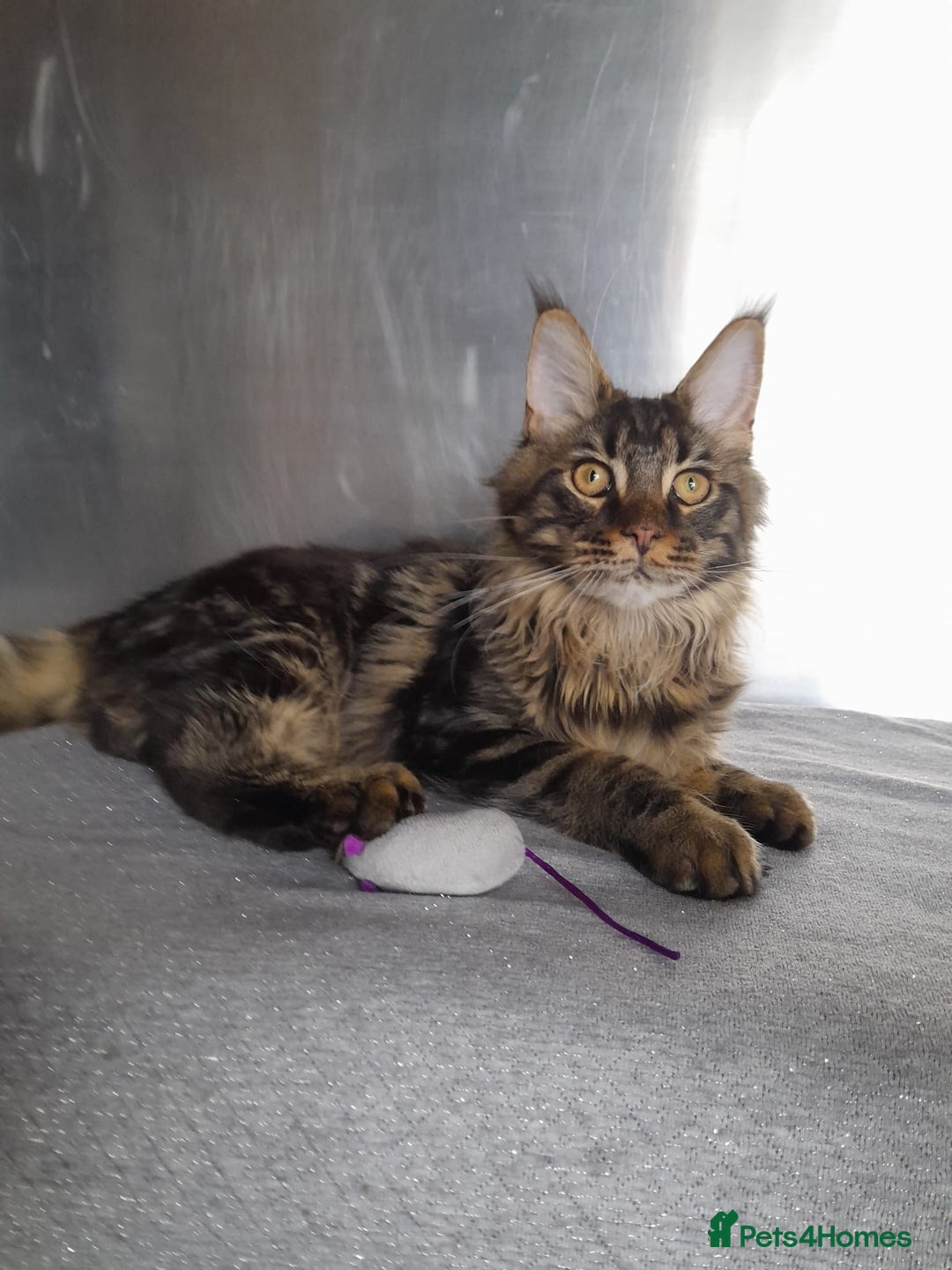 Maine Coon cats for sale: two girl with 5 pedigree maine coon - Image 7